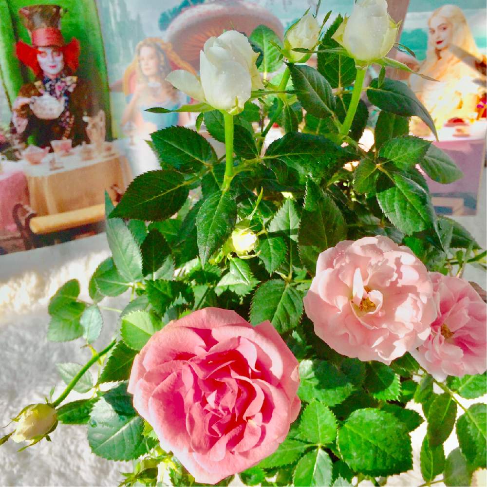 部屋の画像 by みにさん | 部屋とローズフォーエバーと花のある暮らしとかわいい♡♡と薔薇の花と癒される❣️とつぼみ好き