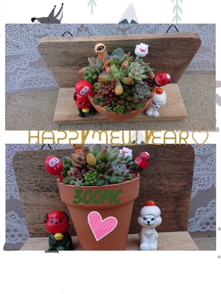 の画像 by りえさん | 100均雑貨とGS2年生と奈良県民と多肉植物寄せ植えと多肉のある暮らしとGS1周年とお正月とたにおたくらぶNo.59と今年もよろしくとたにおたくらぶと記念日とキリ番