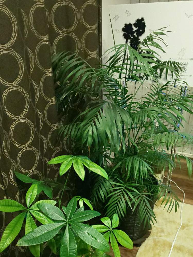 の画像 by ぐりんわんさん | テーブルヤシとパキラと観葉植物と初心者と大型観葉植物とエアコン傍