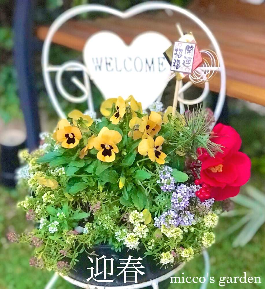 小さな庭の画像 by miccoஐ♡さん | 小さな庭とお正月寄せ植えとガーデンと緑ある暮らしとお花大好き♡とマイガーデンと心ほっこりと庭づくりとお正月アレンジと鉢植えとグリーン大好きとガーデニングと『2020年お正月』フォトコンと花のある暮らしとGS皆様ありがとうとアリッサム♡とグリーンある暮らしといやし♪と日本を元気に♡とビオラ・パンジー