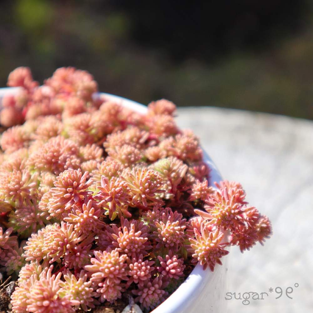バルコニー/ベランダの画像 by sugarさん | バルコニー/ベランダと多肉植物と今年もよろしくお願いしますと多肉女子と花のある暮らしと斑入りパリダム❤︎