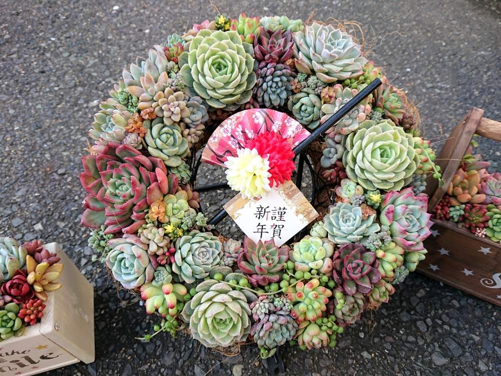 玄関の画像 by 慧(けい)さん | 玄関と多肉植物とボタニカルと狭いベランダとお正月と多肉リース寄せとエケベリア属と多肉女子と狭いなりに楽しむベランダガーデンと『2020年お正月』フォトコンとバルコニスト