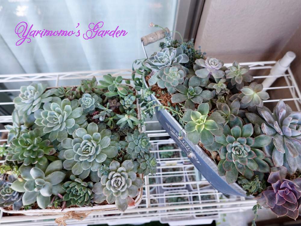 の画像 by やりももさん | 多肉植物と多肉植物寄せ植えと多肉寄せ植えとベランダガーデンとやりももの寄せ植え④とやりももの寄せ植え11