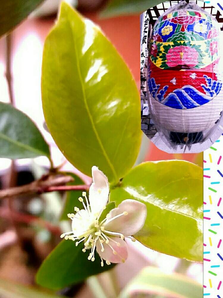 部屋の画像 by ⭐CB1⭐£36hm⭐さん | 部屋とピタンガと兎に角ゴイス❗と『実』と言えば・・・と植物と言えば・・・と⭐winter garden❤️と食べれるんだわね(^Q^)と☆てるてるお天気〜☆とGS映えとその後・・・と⭐ cheers⭐とbreakfast, lunch, teatime and supperと縁起善き哉〜☆と魔除け用とgreen & tea timeと花のある暮らしと冬に咲く花フォトコン