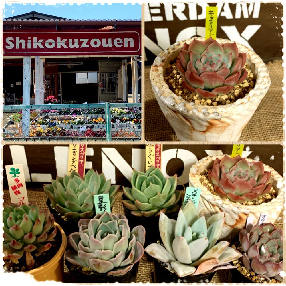 お出かけ先の画像 by ღmomoღさん | お出かけ先と多肉植物と四国造園♪とエケベリア属♪と田舎と多肉女子とガーデニング初心者と名前覚えるの苦手ですと花のある暮らし