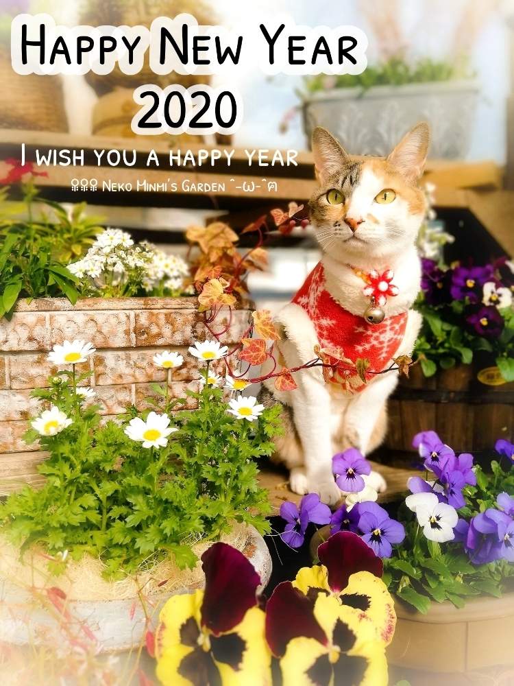 の画像 by 猫みんみさん | うにとみどりのある暮らしと植物のある暮らしと猫好きと今日のお散歩とビニールハウスとお散歩猫とお正月とガーデニング初心者と花のある暮らしとかわいいと猫のいる暮らしと今年も宜しくね