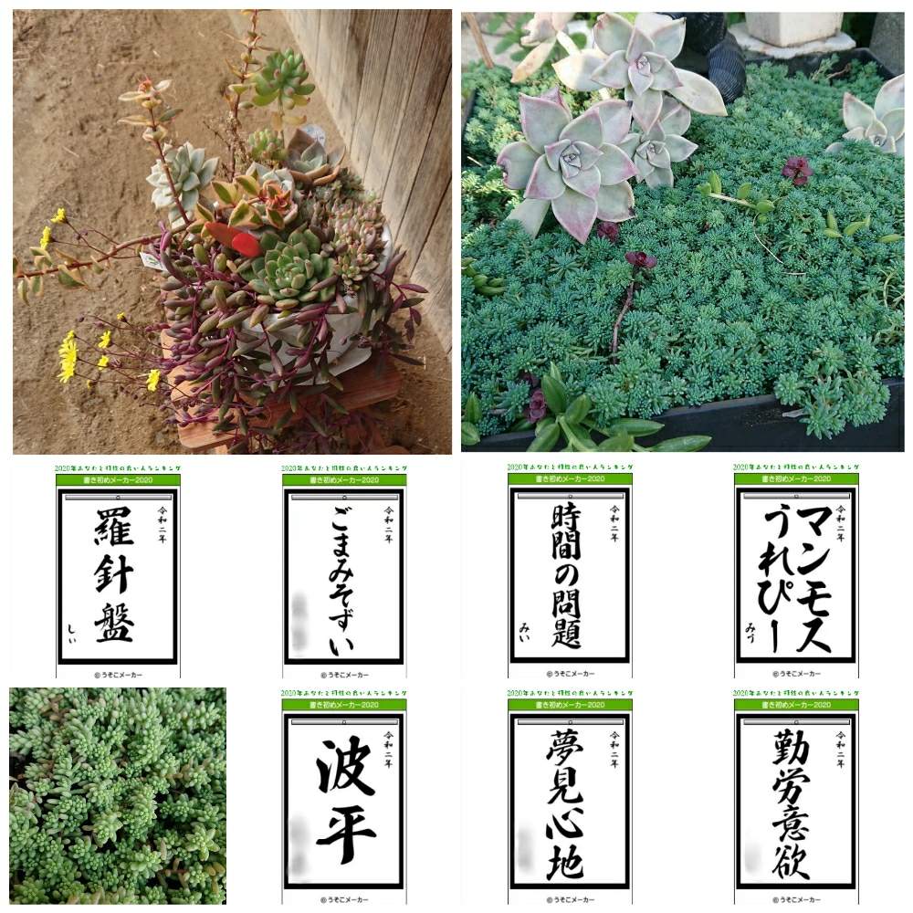 お出かけ先の画像 by しぃさん | お出かけ先と多肉植物とおでかけと実家の多肉植物とポー友の会 中国支部と晴れの国タニラーGPとポー友の会とOMTN©と成長記録と多肉寄せ植えと我が家の多肉で寄せ植え