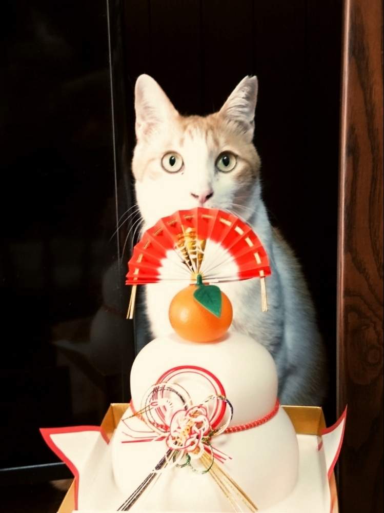 部屋の画像 by non-sugarさん | 部屋と実家と猫のいる生活とお正月とねこ愛が止まらないと鏡餅
