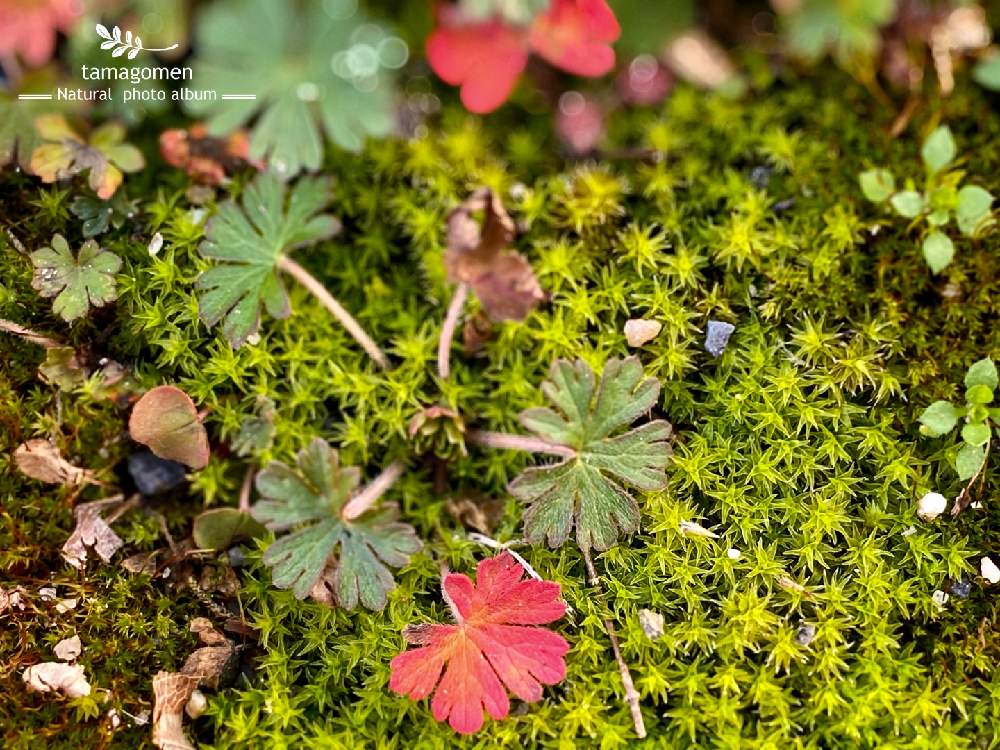 の画像 by tamagomen. nara.1964さん | 植物観察日記とiPhone11ProMaxとところにより曇りと秋篠町とスナゴケ*と気温6℃と自然観察日記と奈良県奈良市とアメリカフウロ*
