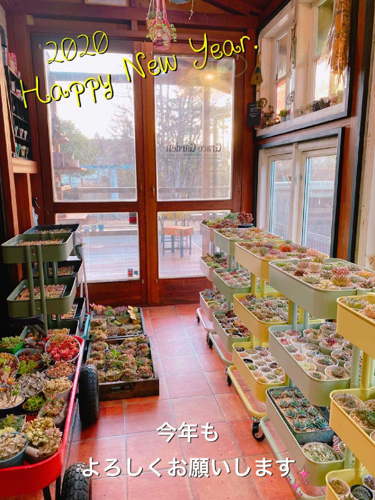 部屋の画像 by Graco(*'͜' )⋆*さん | 部屋と自己満足✼̥୭*ˈと多肉と私。とエケベリアさん。と我が家のかわい子ちゃん♥️と謹賀新年。2020とGSの繋がりに感謝✨とありがとう*.(๓´͈ ˘ `͈๓).*と多肉LIFEの幸せ❤と多肉増やしたいと紅葉多肉。と(*¨)~♥とたにおたくらぶとタニ友バンザイ。