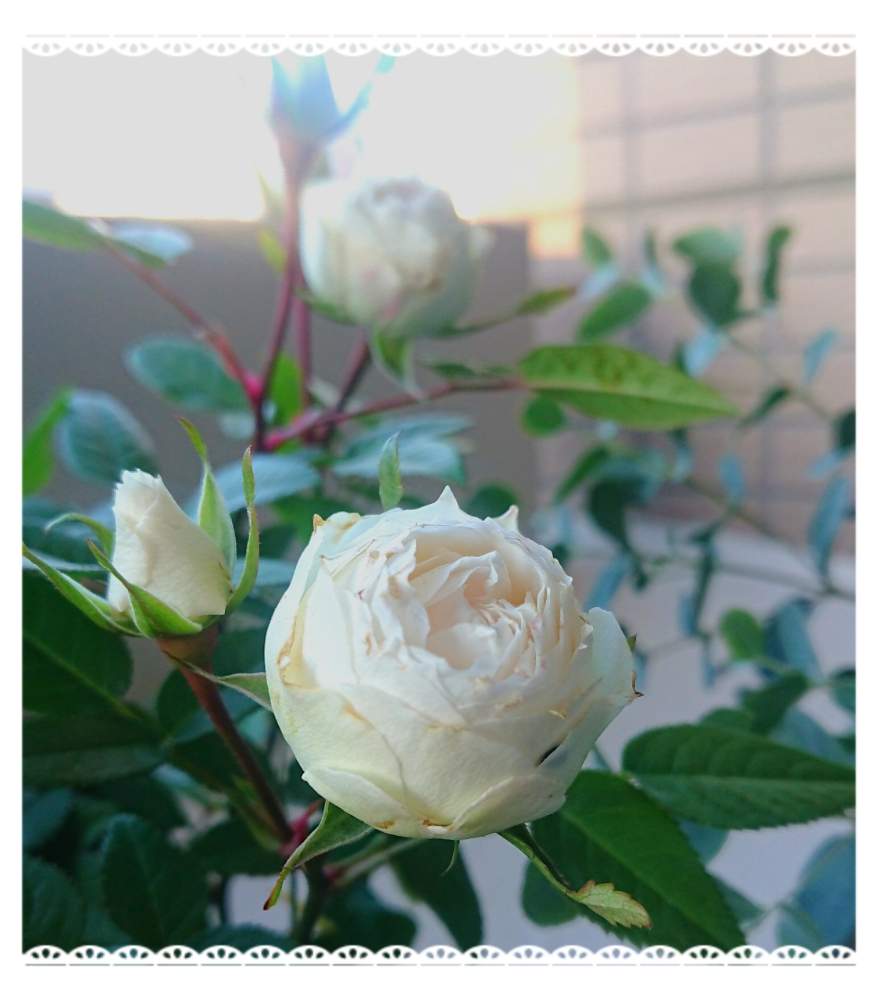 バルコニー/ベランダの画像 by そらさん | バルコニー/ベランダと元気いっぱいとばら バラ 薔薇とありがとう♡とかわいい♡と美白♡とバラ・ミニバラと自己大満足♡とバルコニスト