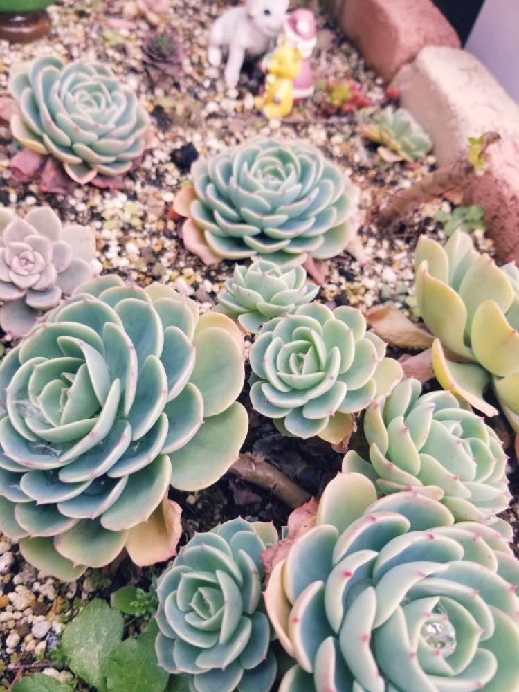 小さな庭の画像 by ぷくぷくさん | 小さな庭と七福神と多肉植物と愛知県と多肉植物欲しいと多肉の花壇と雨ざらしと多肉友達募集中とたにおたくらぶと七福神 多肉