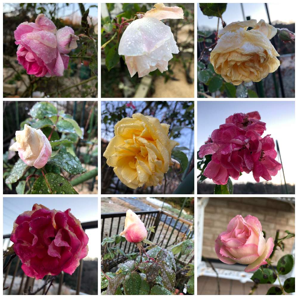 の画像 by うふふさん | 薔薇♡とマイガーデンと薔薇ラブ❤️とお花が好き♡とウフフとバラが好きと花のある暮らしとチーム愛知と癒されて❤️
