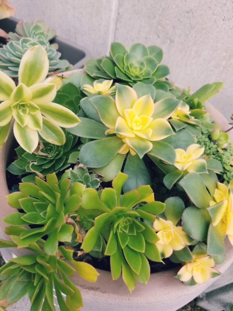 小さな庭の画像 by ぷくぷくさん | 小さな庭とアエオニウム 夕映えと多肉植物と愛知県とアエオニウム属と雨ざらしと多肉友達募集中とアエオ好きとたにおたくらぶ