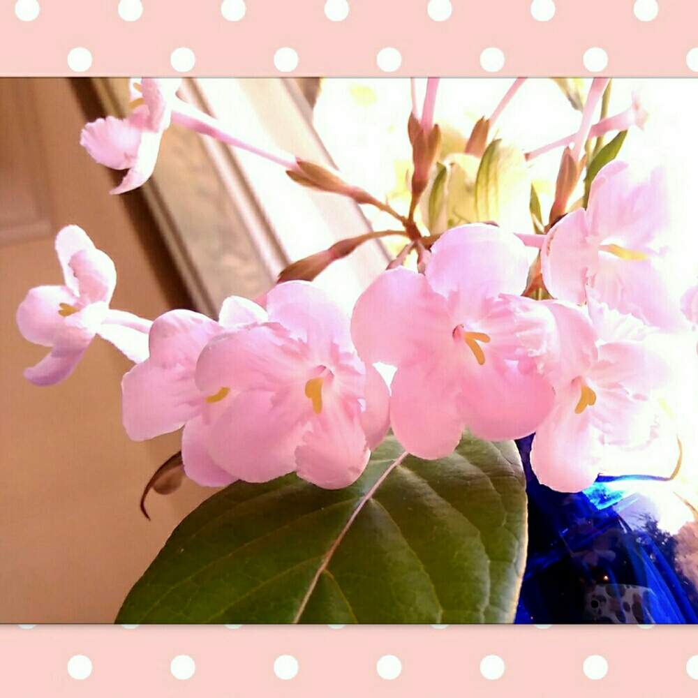 お出かけ先の画像 by ⭐CB1⭐£36hm⭐さん | お出かけ先とルクリアと兎に角ゴイス❗と植物と言えば・・・と⭐winter garden❤️と☆てるてるお天気〜☆とGS映えと屋敷住まいとその後・・・と⭐ cheers⭐とbreakfast, lunch, teatime and supperと縁起善き哉〜☆と魔除け用とgreen & tea timeと花のある暮らしと冬に咲く花フォトコン