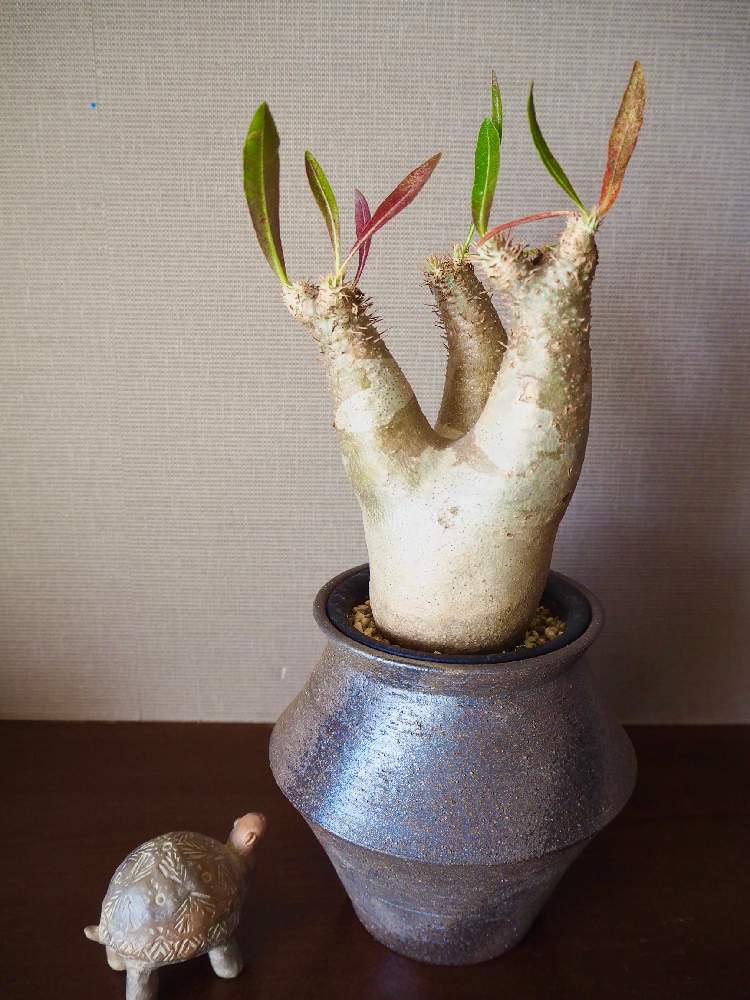 窓辺の画像 by CHIiさん | 窓辺とパキポディウム イノピナーツムと多肉植物とパキポディウム属とコーデックスと芸術的と多肉女子と多肉植物とサボテンと塊根植物と輸入株
