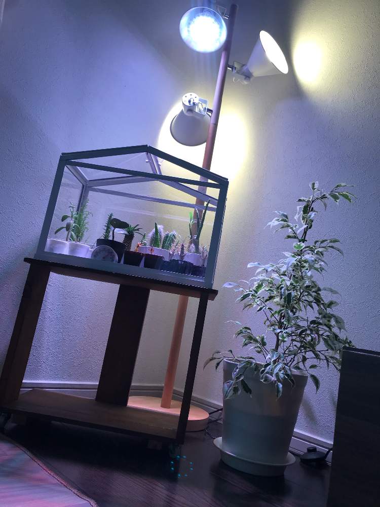 インテリアの画像 by kinpopiinさん | インテリアとゴムの木とパキポディウムとアデニウムと柱サボテンと柱サボテンと斑入りベンジャミンと白毛柱とくろとじとソテツキリン?とサボテンさんと子株ちゃんと観葉植物初心者とフォルム好きとアデニウム様とパキポディウム 様と多肉女子とベンジャミン(班入り)と塊根植物とリビングとガジュマルくんとアデニウムベビーとメルカリ購入