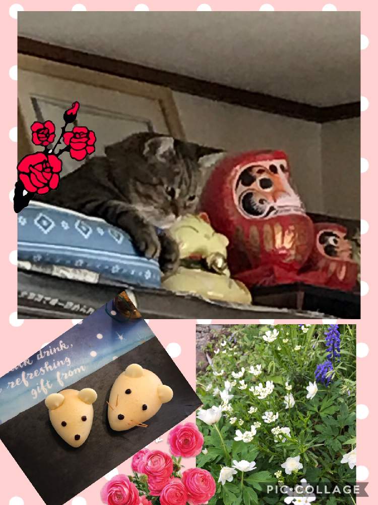 部屋の画像 by さっちさん | 部屋と花のある暮らしとだるま祭り2020