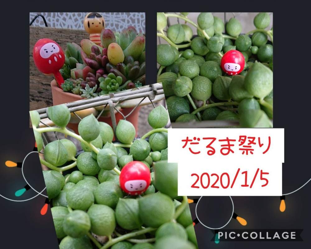 の画像 by りえさん | グリーンネックレスと100均雑貨とだるま祭り 2020とGS2年生と多肉のある暮らしとGS1周年とだるま祭りとたにおたくらぶNo.59と今年もよろしくとたにおたくらぶ