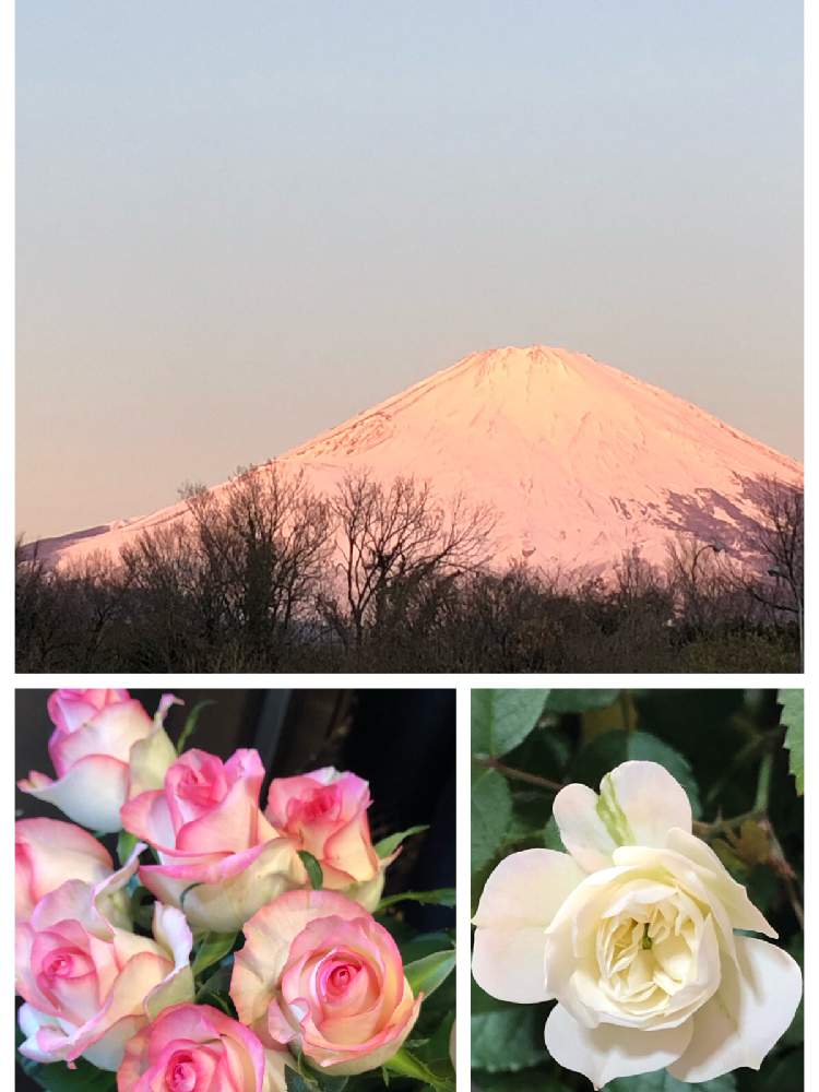 お出かけ先の画像 by みどりさん | お出かけ先とアイスグリーンと 富士山とジュミリアとバラ ジュミリアとミニ薔薇アイスグリーンファンクラブと北の大地北海道とピンク❤︎ピンクと植中毒とキラッキラ✨とピンクの縁取りと花のある暮らしとうちの花とミニ薔薇グリーンアイスファンクラブ