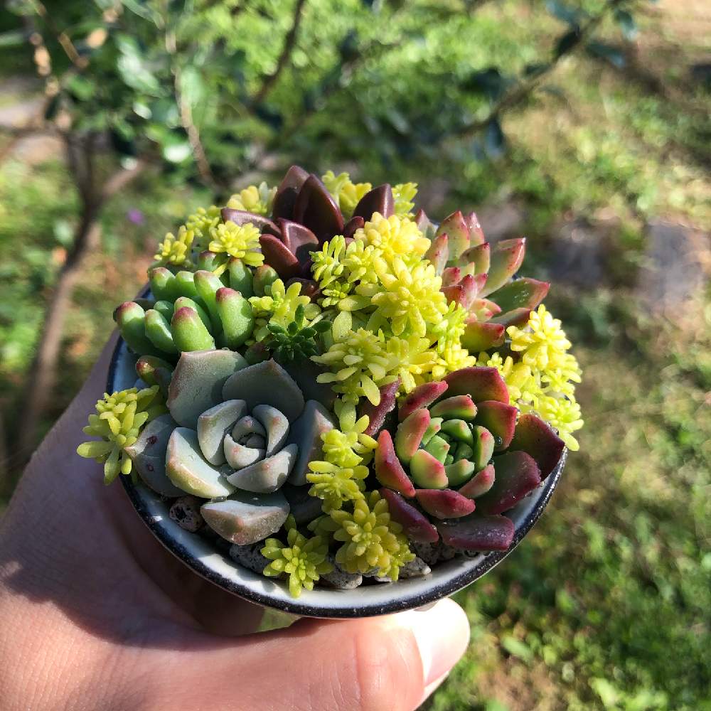 キッチンの画像 by 多肉植物アレンジshop Sedamnさん | キッチンとセダム属と多肉植物と植物男子とSedamnと多肉大好きとフォロー歓迎とプレゼントと毎日を特別にと癒しと多肉のある暮らしと緑のある暮らしと笠間焼きと紅葉(こうよう)と大切な人に…と多肉女子と多肉の魅力と可愛いと花のある暮らしと多肉寄せ植え