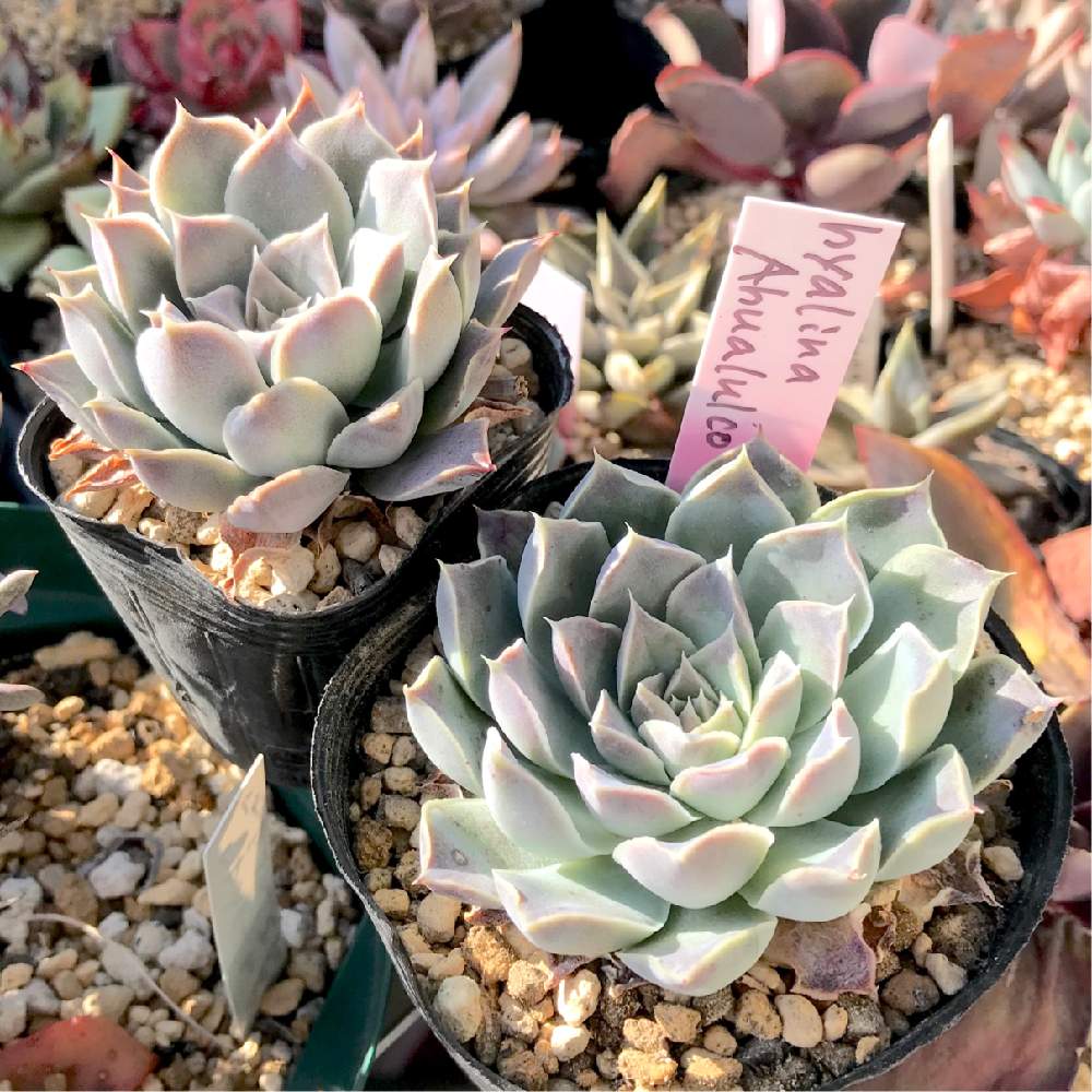 バルコニー/ベランダの画像 by たねさん | バルコニー/ベランダとヒアリナ アウアルルコとECHEVERIA hyalina,Ahualulcoと多肉植物と福岡とEcheveriaとたねんちのヒアリナ