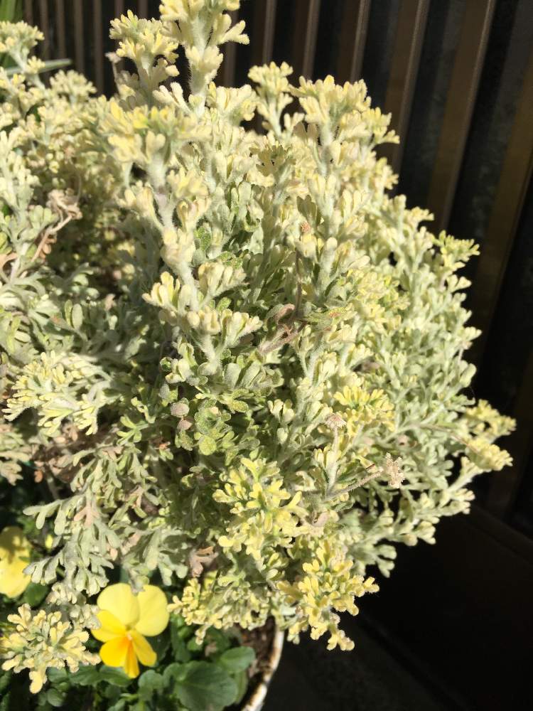 お出かけ先の画像 by あやちゃんですさん | お出かけ先とロータスブリムストーンとお花が大好きとiphoneで撮影と元気なお花と今日のお花と綺麗なお花とお花が好き♡とお花が可愛いとご近所さんお庭と青空の下でと花のある暮らしとお花の追跡