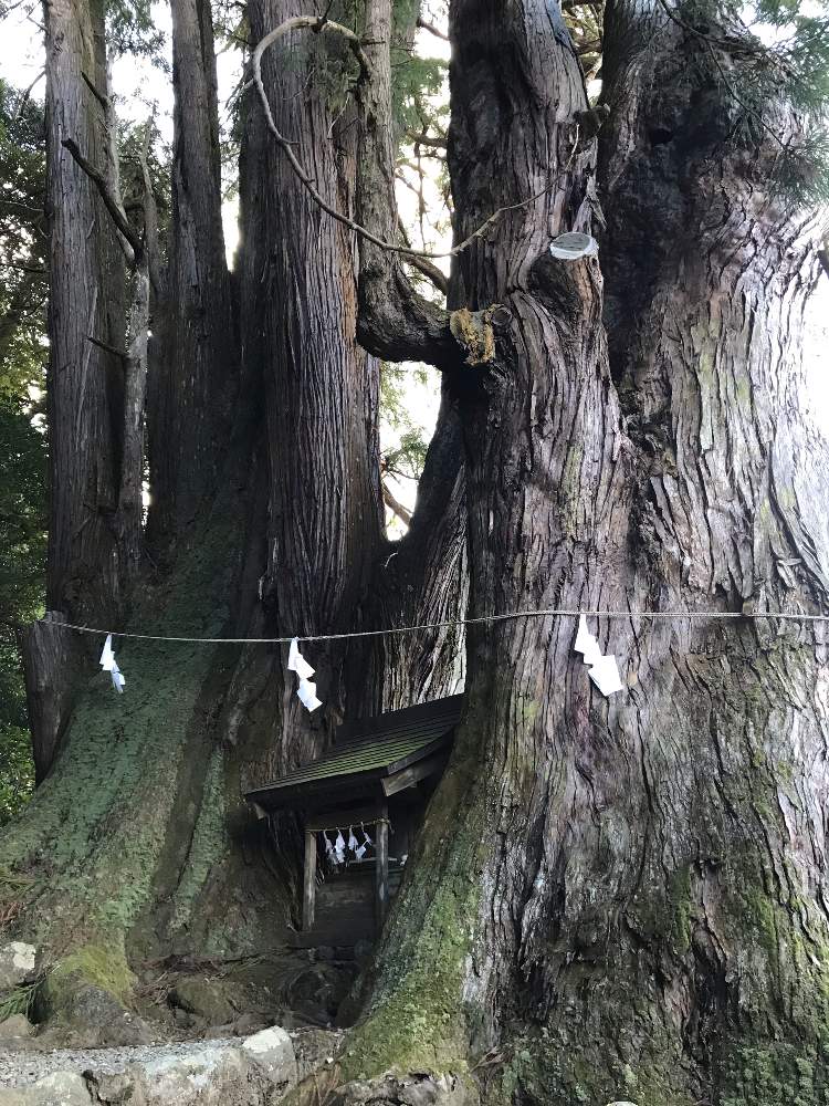 お出かけ先の画像 by 花華さん | お出かけ先と萩日吉神社と天然記念物 大杉 児持杉とときがわ町