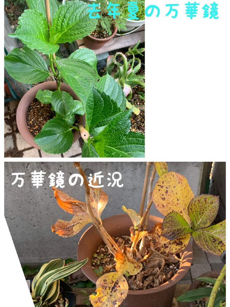小さな庭の画像 by 干し芋母ちゃんさん | 小さな庭と紫陽花 万華鏡と腐葉土研究会研究員18号と干し芋劇場と干し芋の庭1月とpicカラー&トーン無加工と無農薬のバラと相談