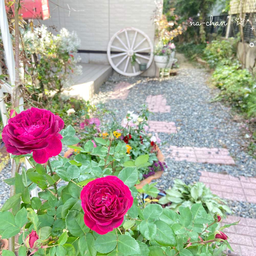 エクステリアの画像 by na-chanさん | エクステリアとキャットテールとセイヨウニンジンボクとラベンダーと薔薇とビオラとミニ薔薇グリーンアイスと玄関アプローチDIYと冬に咲く花フォトコンと植物と共に暮らすと寄せ植えと手作りの庭としめ縄飾り手作りとナチュラルスタイルと花のある暮らしと新春の庭といいね❤️フォロー❤️コメント❤️ありがとう