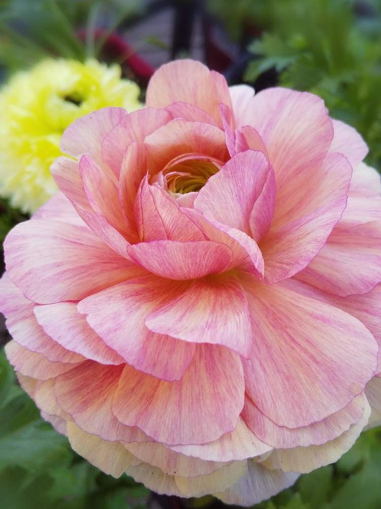 お出かけ先の画像 by たまごさん | お出かけ先とラナンキュラスとピンクの花とプランターと淡い色の花と綺麗な花と彩りととちぎ花センターとガーデニングと花のある暮らしとかわいい花と冬に咲く花フォトコン