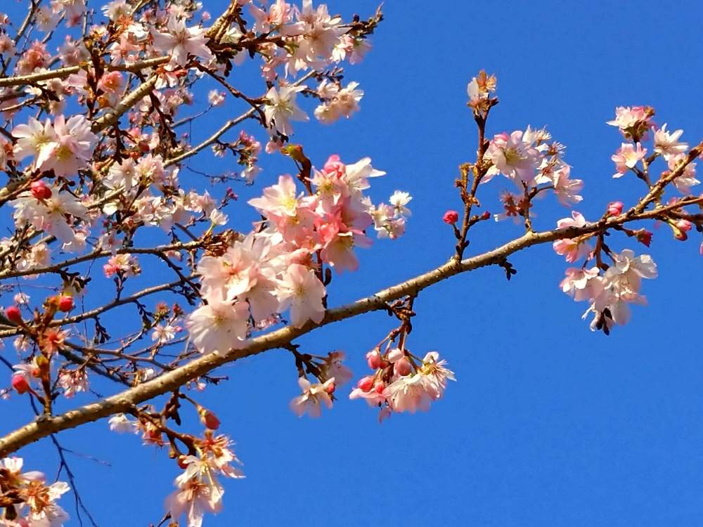 お出かけ先の画像 by toshi17さん | お出かけ先とジュウガツザクラと(十月桜)としあわせ色とスマホ撮影と冬に咲く花フォトコンとお写んぽと華やかと可憐とGS映えとピンクワールドと癒される♪と綺麗と鮮やか と冬の訪れ⛄と花のある暮らしとかわいいとそのへんloveとほっこりと服部緑地とサクラ咲く♪