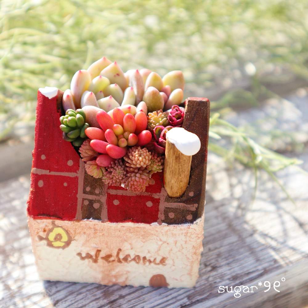 の画像 by sugarさん | 多肉植物とたにこやCUBEとkurumilepetitjardin鉢と多肉植物寄せ植えと多肉女子とたにこや鉢とRyorimamaちゃん❤︎