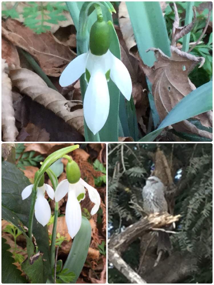 お出かけ先の画像 by きまさん | お出かけ先とスノードロップと球根植物と山野草