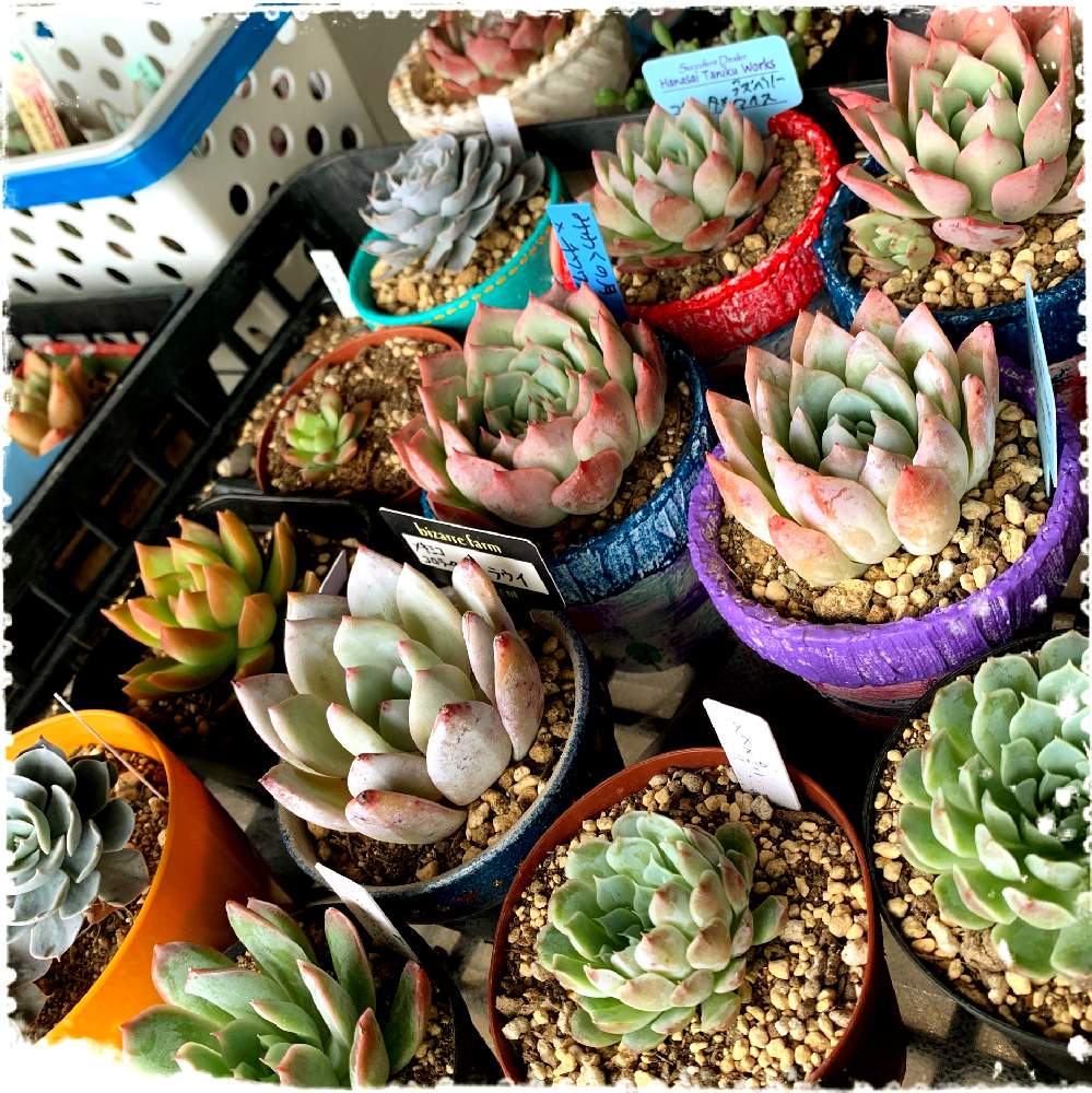 部屋の画像 by ღmomoღさん | 部屋と多肉植物と室内組の1部とお金をかけずに楽しむと田舎と多肉女子とガーデニング初心者と名前覚えるの苦手ですとありがとぅ❤と花のある暮らしと多肉棚