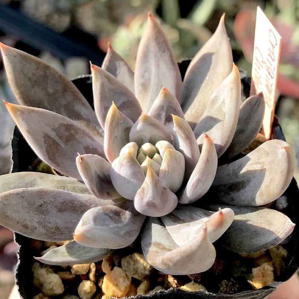 バルコニー/ベランダの画像 by たねさん | バルコニー/ベランダとクライギアナとEcheveria craigiana Chihuahuaと多肉植物と福岡とたねんちの原種とエケベリア属とEcheveria