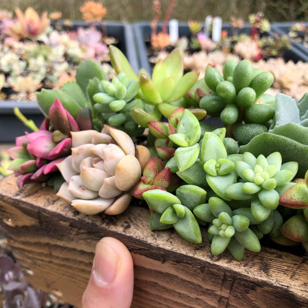 玄関の画像 by 多肉植物アレンジshop Sedamnさん | 玄関とセダム属『緑亀の卵』とセダム属と多肉植物と植物男子とSedamnと多肉大好きとフォロー歓迎とプレゼントと毎日を特別にと癒しと多肉のある暮らしと緑のある暮らしとエゴマの香りと大切な人に…と多肉女子と多肉の魅力と販売中と可愛いと花のある暮らしと緑亀の卵ちゃんと多肉寄せ植え