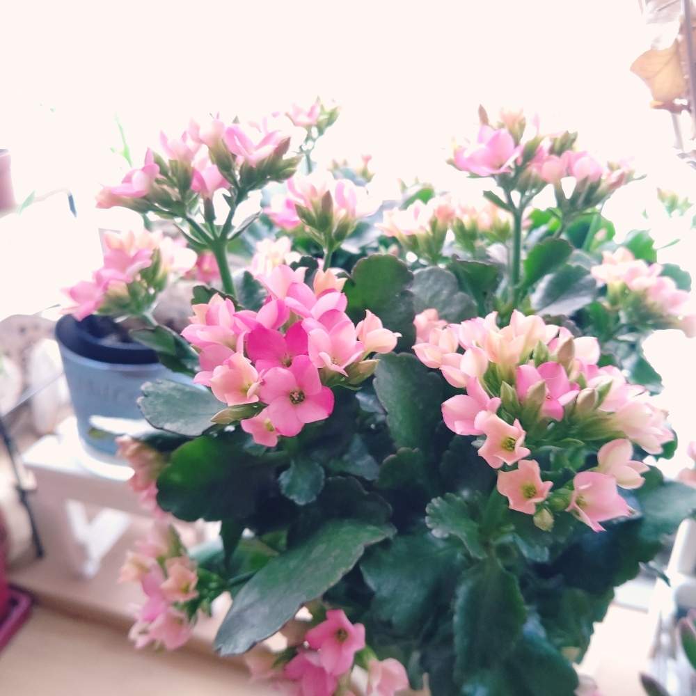 窓辺の画像 by ひーさん | 窓辺とカランコエと多肉植物と冬に咲く花フォトコンとわが家の多肉スペースとGS映えとGS日和と植中毒と今日の一枚と多肉女子とタニラーと成長記録とナチュラルスタイル