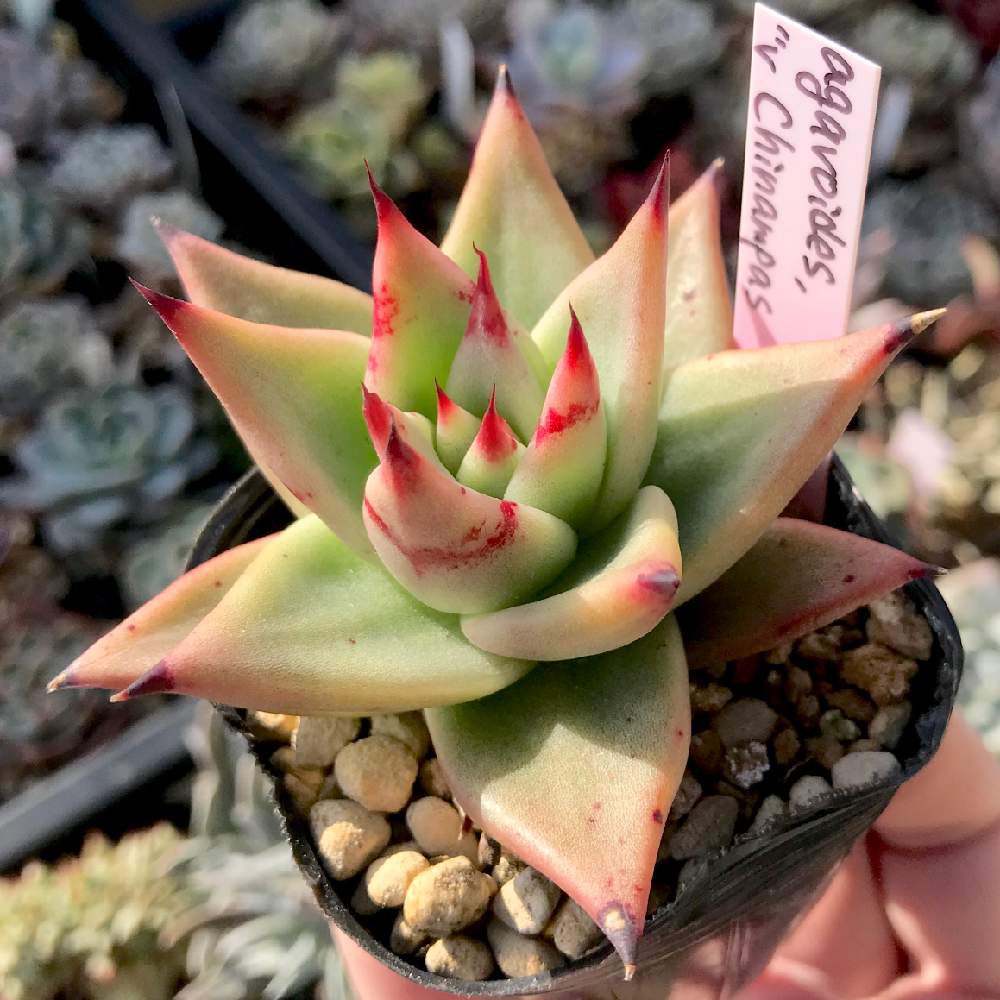 バルコニー/ベランダの画像 by たねさん | バルコニー/ベランダとアガボイデス チナンパスとEcheveria agavoides v chinampasと多肉植物と福岡とエケベリア属とたねんちのアガボとEcheveria