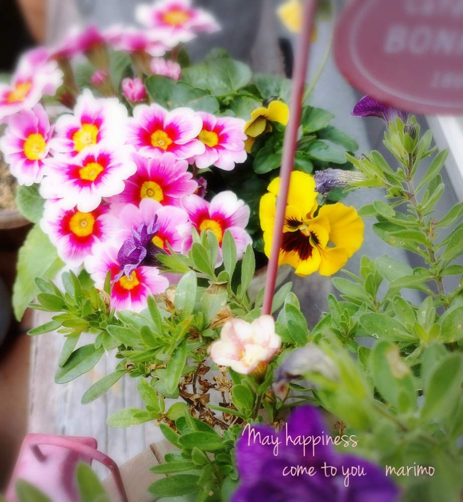 小さな庭の画像 by マリモ˙ᵕ˙⑅* 。.:*ฺ✤ฺさん | 小さな庭とおきにいり ♡とお花の寄せ植えと今年も宜しくお願いしますと元気もらえると ジュリアンと元気だそう✨と小さな幸せ♡と小花と花のある暮らしと心の癒しとプリムラジュリアン♡とげんき!といやし♪