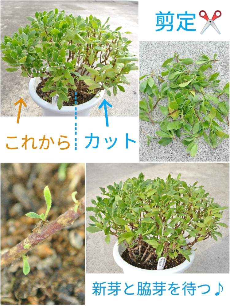 の画像 by あおぞらさん | オステオスペルマムと鉢植えと切り戻しと春のお花と剪定