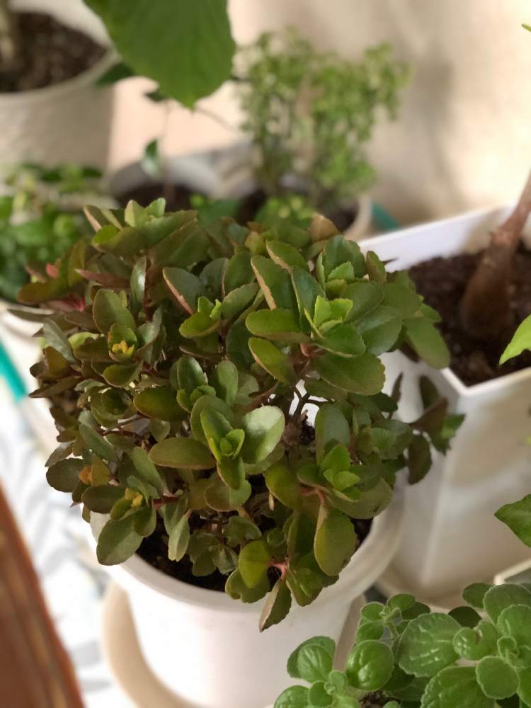 部屋の画像 by ありす姫さん | 部屋とカランコエと大好きな植物とお気に入り♡と出会いと素敵な出会いに感謝とスマホ写真とカランコエ属と花のある暮らしと微笑み