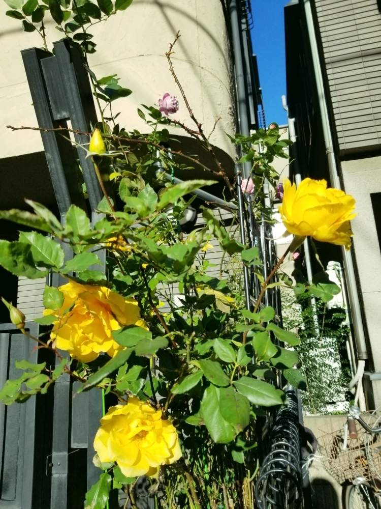 小さな庭の画像 by ニワバラベラバラさん | 小さな庭とヘンリーフォンダとノスタルジーと薔薇ニュードーンと薔薇ハーモニーと培養土を考える倶楽部とバラの大苗とアンネのバラ(スブニールドアンネフランク)と黄色と花ちゃん培養土と鉢ロザリアンと何もしないとカクテルと黄色の花と花のある暮らしと薔薇♪とばら 薔薇 バラとバラ・ミニバラとスヴニール・ドゥ・アンネフランク(アンネのバラ)と殿堂入りバラと世界平和
