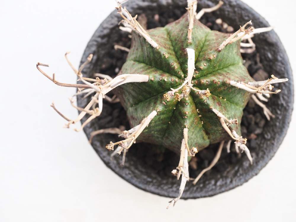の画像 by Tenさん | バリダと多肉植物と植物のある暮らしと多肉植物のある暮らしとコーデックスとCaudexとTen'sユーフォルビアと俯瞰と真上からプランツと成長記録とアートなTen写と珍奇植物とTen'sコーデックスとユーフォルビアとビザールプランツ