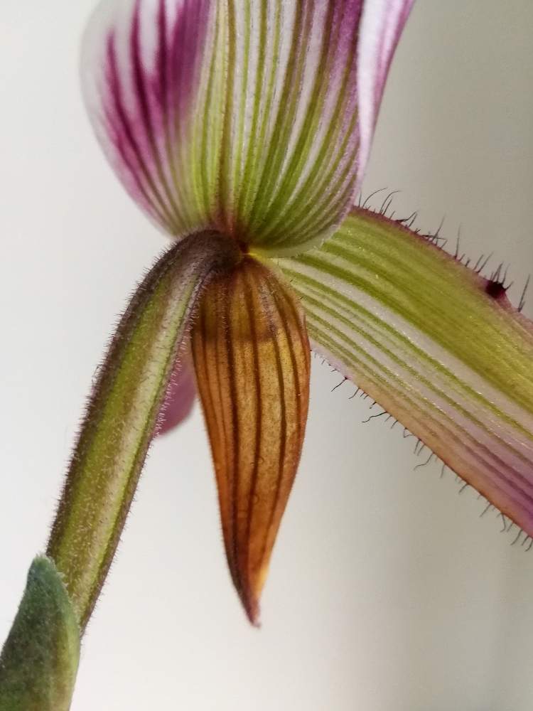 部屋の画像 by woodAppleさん | 部屋と洋蘭とPaph.callosum var.sublaeveとタイランデンセと交配と洋蘭原種とパフィオペディラム原種