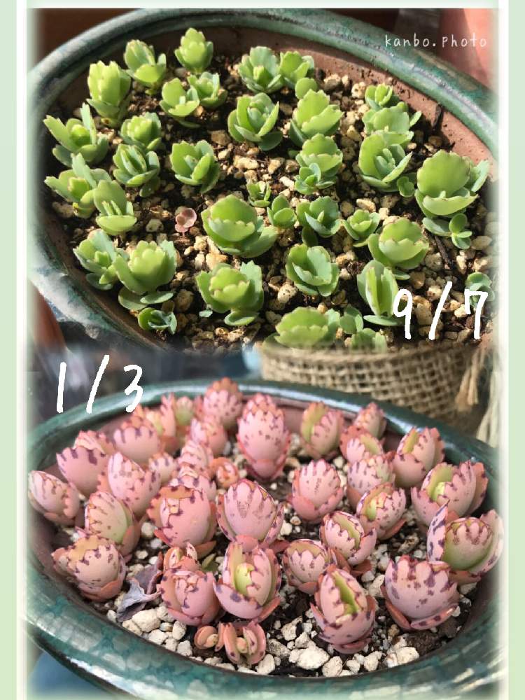 棚の画像 by kanboさん | 棚と子宝草☆と癒しと紅葉する多肉とGS映えと冬越し多肉と多肉女子とタニラーと【こまち多肉部】と多肉棚