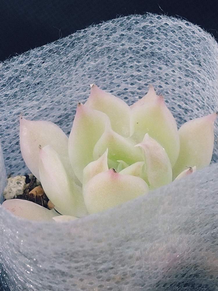 窓辺の画像 by I.P.G.C.(byシェスター)さん | 窓辺と天使の薔薇と挿し芽と水やりと室内温室と低温に負けない!と加温機とFGO-600S(温室)と窓際と水やりすぎ?とLED栽培