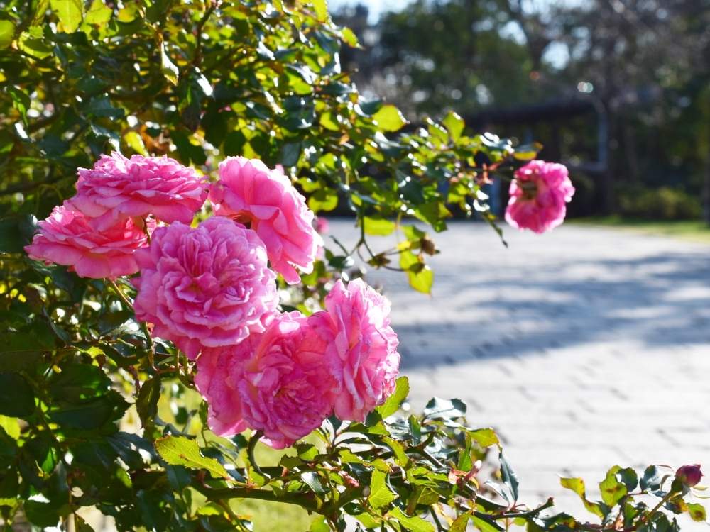 お出かけ先の画像 by quicoule❁*゚さん | お出かけ先と薔薇と今日も笑顔で♡とquicoule's photoとおはようございますとお花が好き♡としあわせ♡と素敵な出会いに感謝と花のある暮らしと薔薇♪と優しい時間と手志事