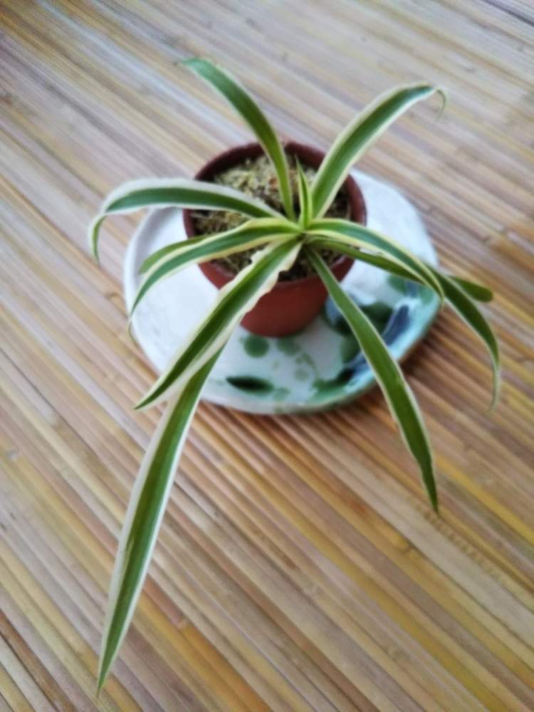 和室の画像 by 拝見 もっけだの❗️さん | 和室と植物男子と山野草男子と山野草大好きと オリズルランと花のある暮らしと山野草還暦男子