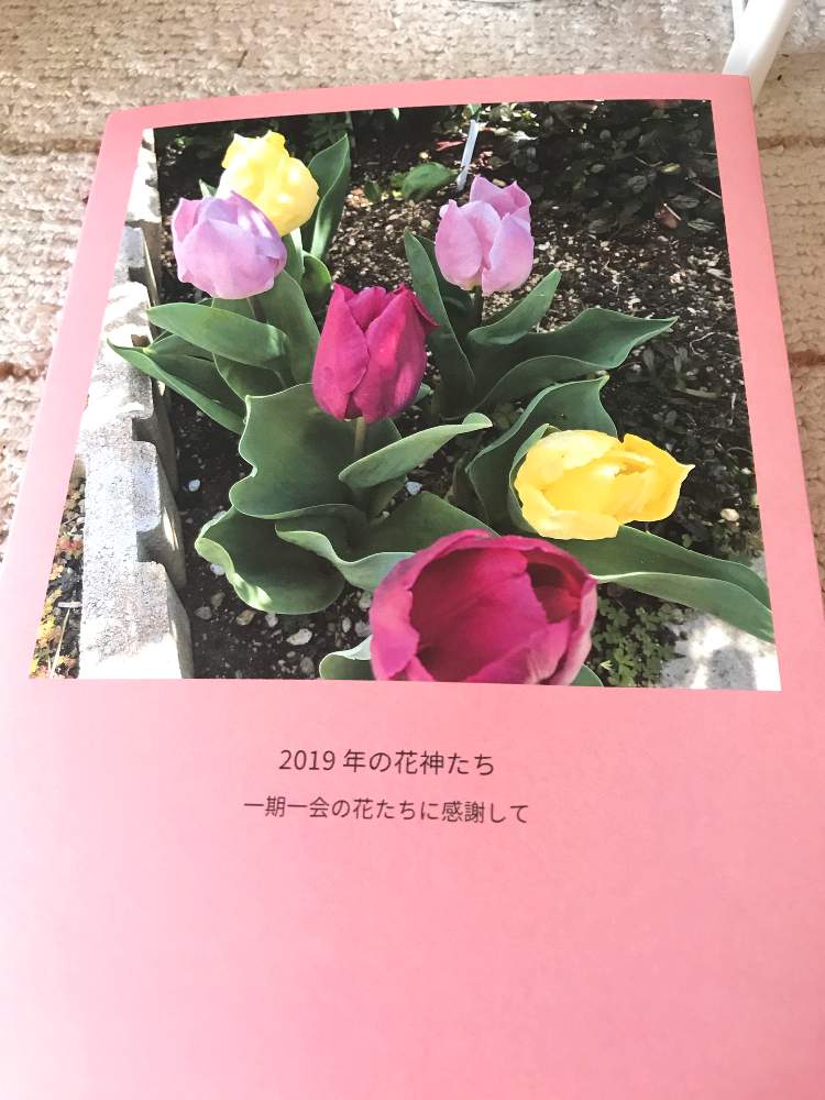 の画像 by 有明の春さん | マイブームと花のある暮らしと植中毒とチーム福岡